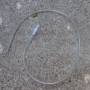 clear_oil_hose_by_patton1970.jpg